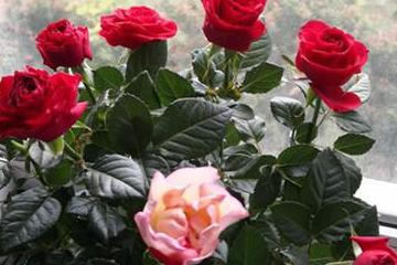 How to treat leaf curl on roses