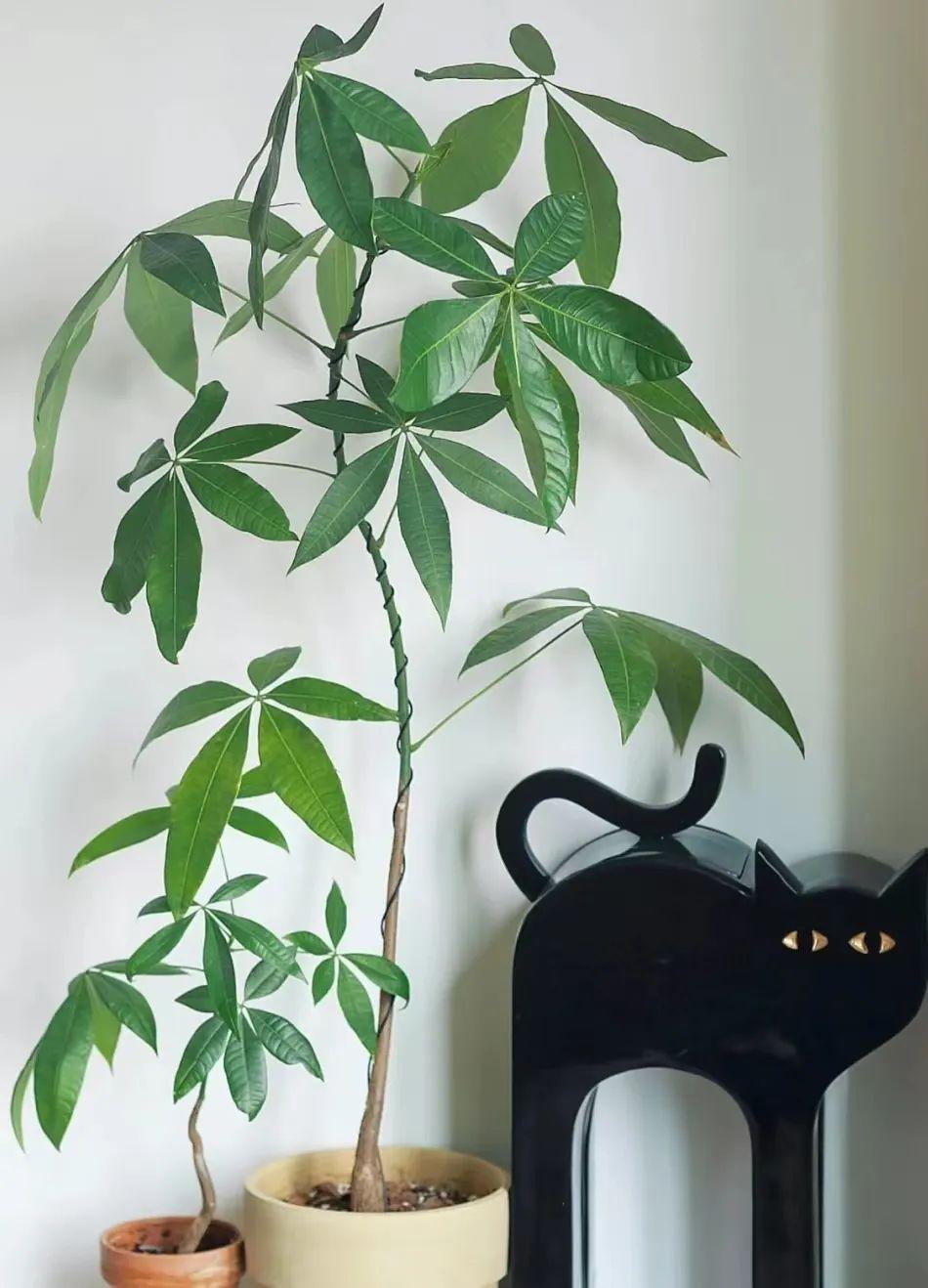 How to care for a money tree