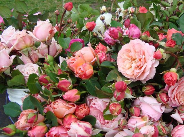 how to plant roses