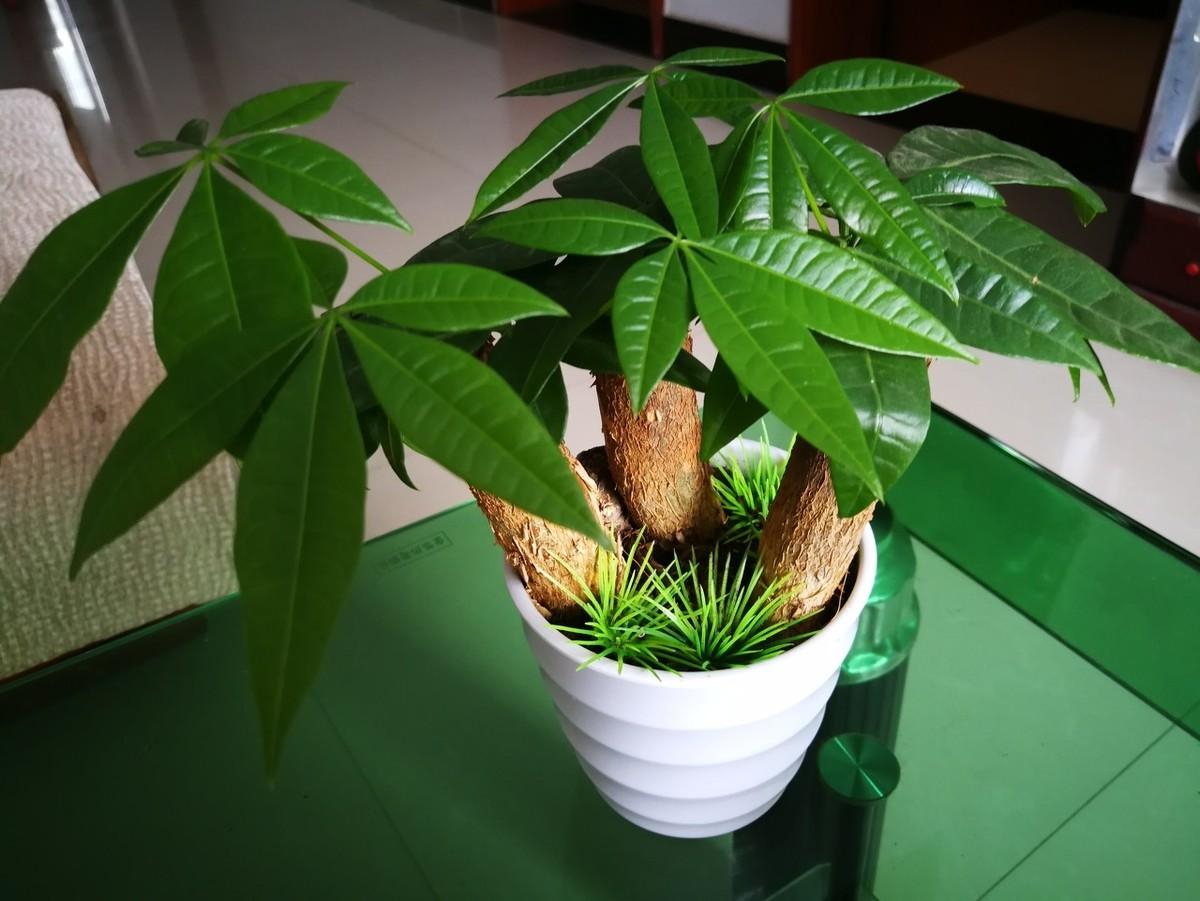 How to propagate money tree