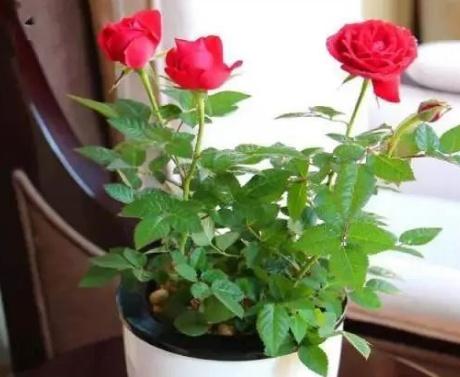 How to plant rose seeds