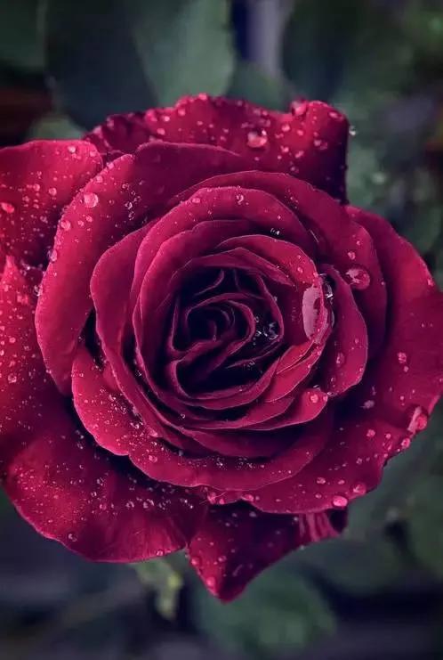 Do roses like acidic or alkaline soil