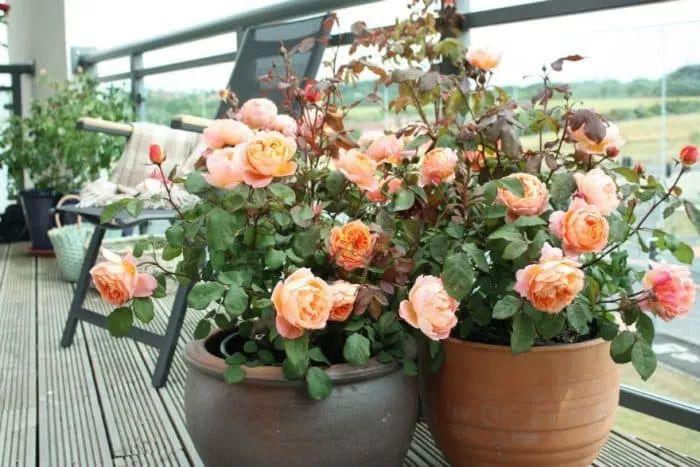 Can roses grow in pots