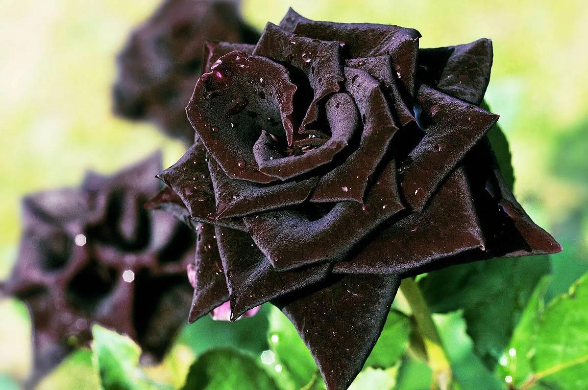 Are black roses real