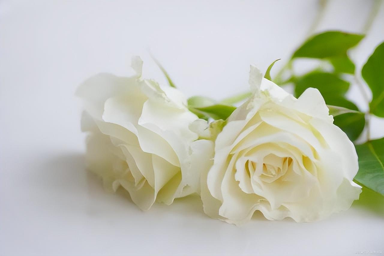 What does white roses mean in a relationship