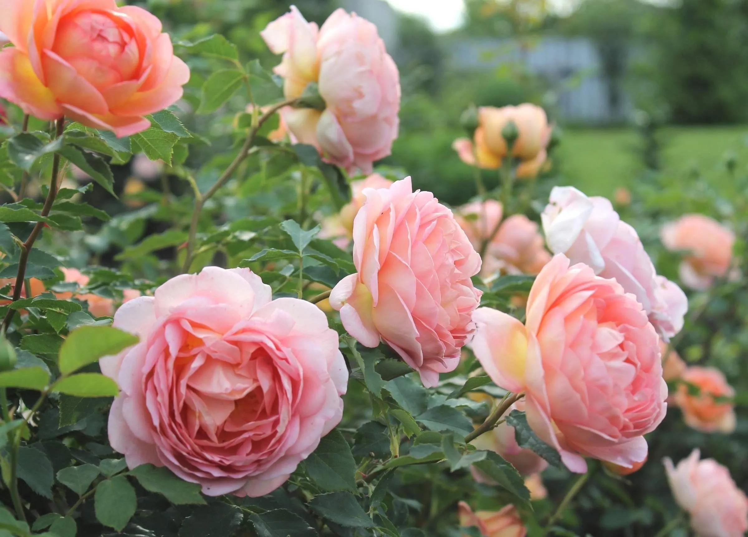 When is the best time to transplant roses