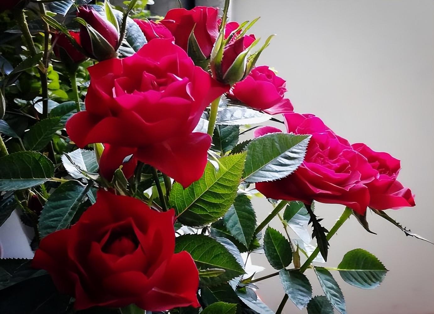 How to winterize roses in pots