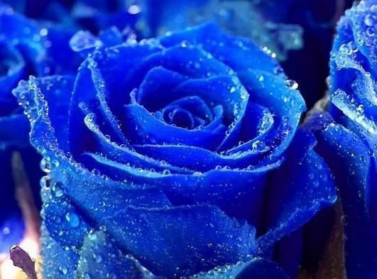 What do blue roses represent