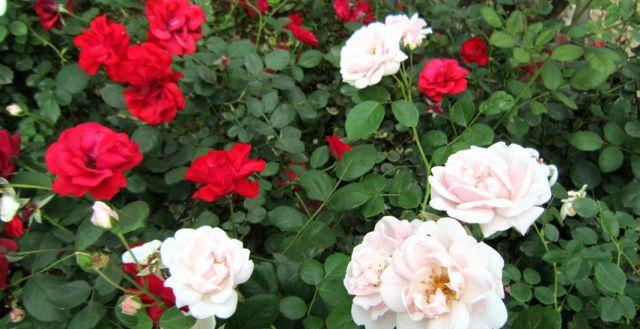 Are roses monocots or dicots