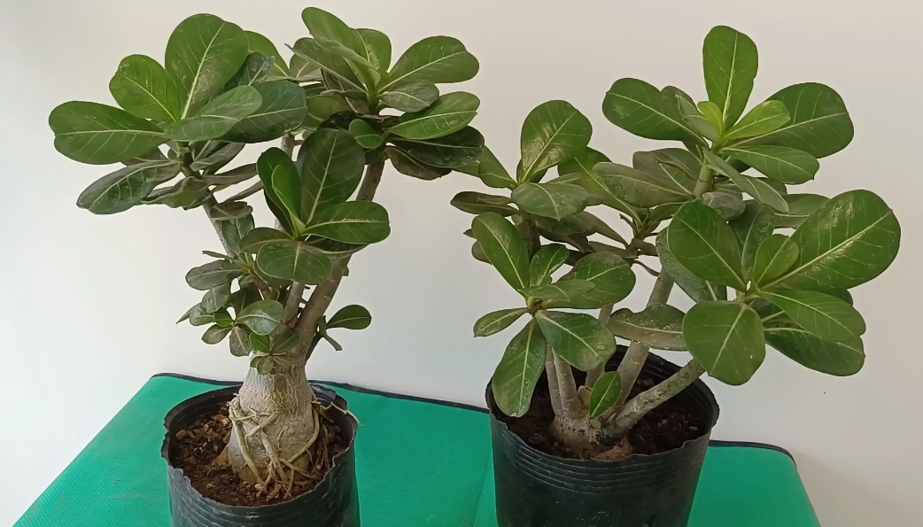 How to repot desert roses