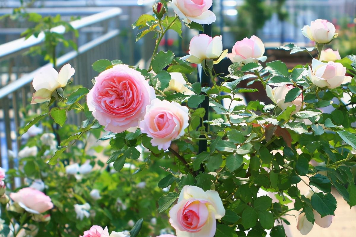 How to train climbing roses