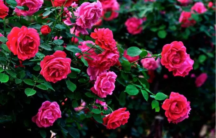 Do roses like acid soil