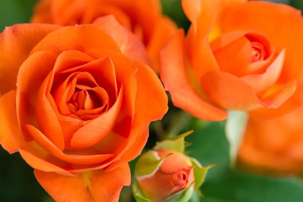 what is the meaning of orange roses