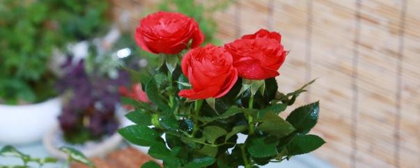 What plants grow well with roses