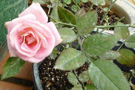 How to get rid of bugs on roses naturally