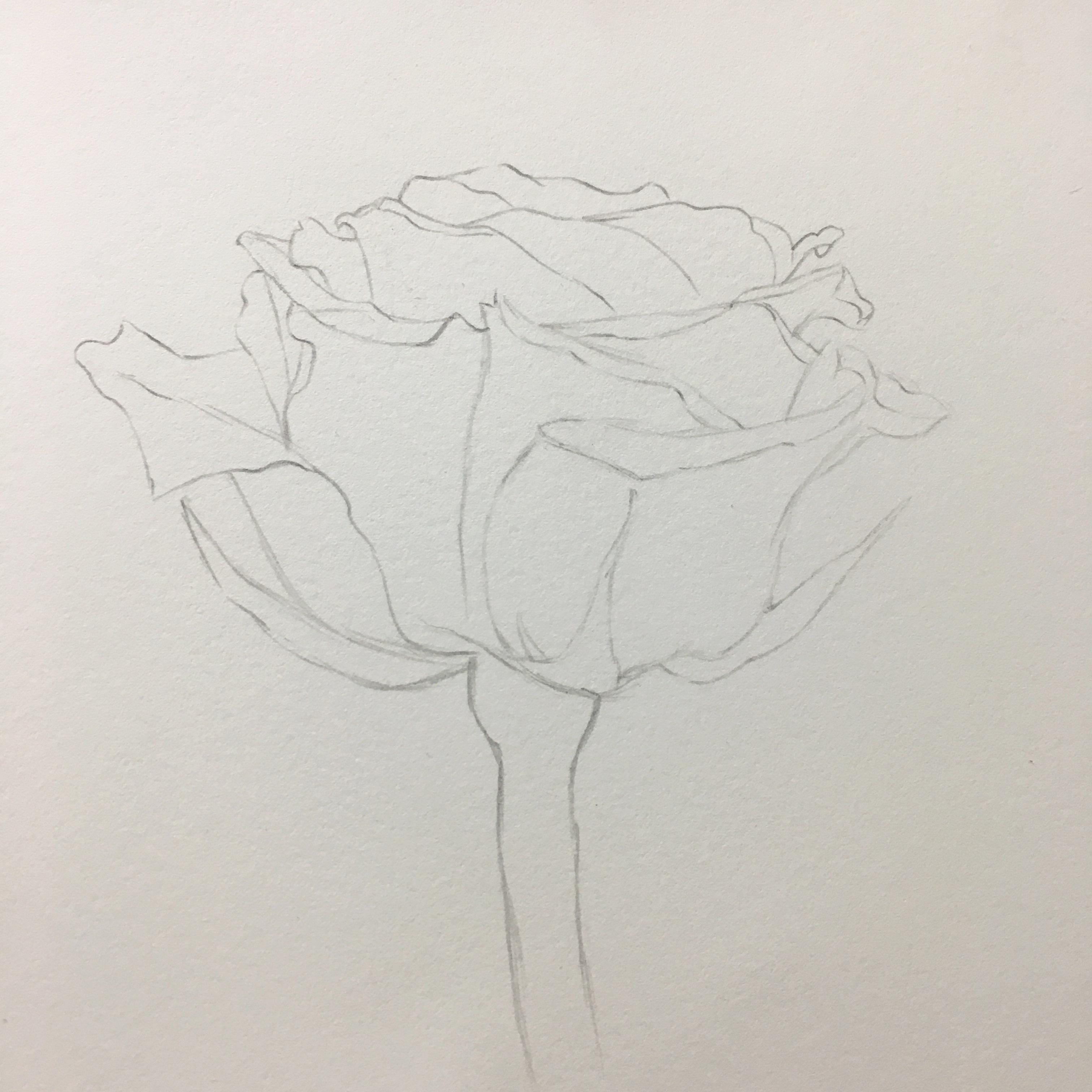 how to draw a bouquet of roses