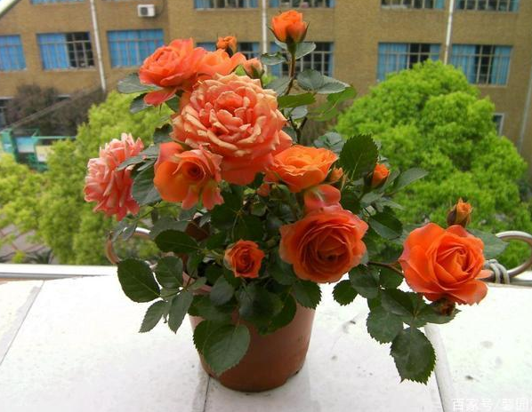 How often should you water roses