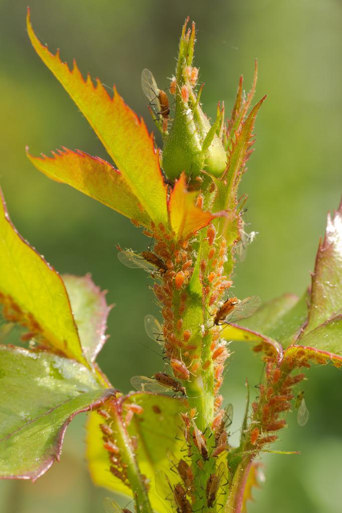 Why do my roses have no buds