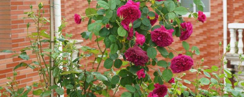 How to train climbing roses