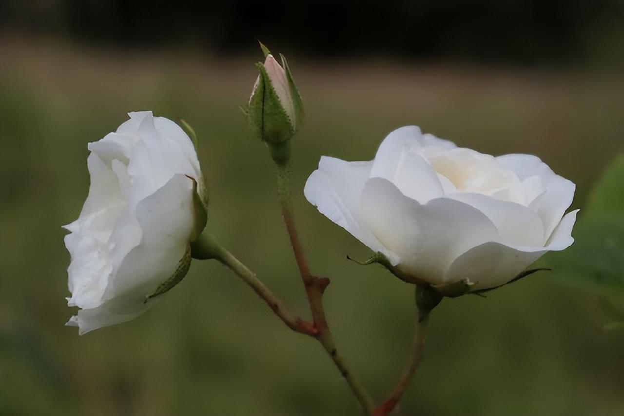 What does white roses mean in a relationship