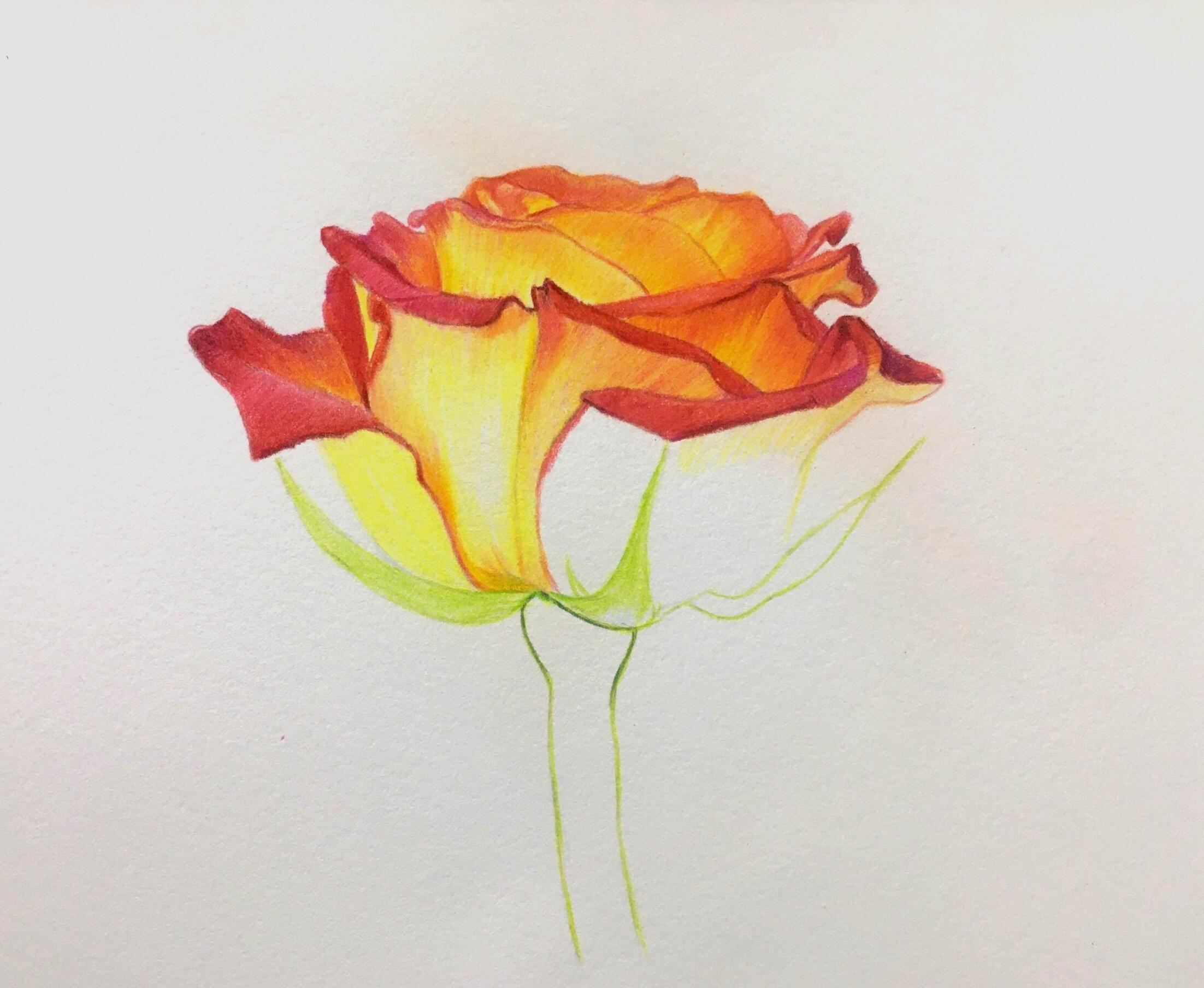 how to draw a bouquet of roses