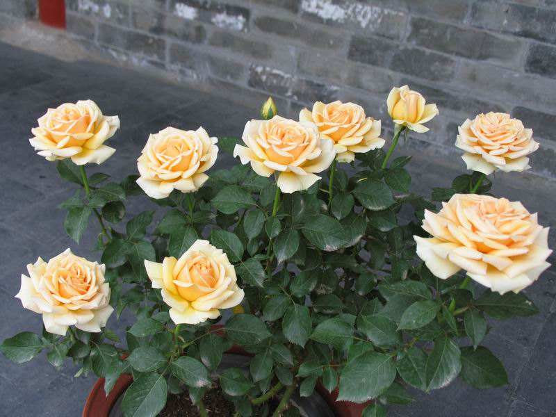 How often do you water roses