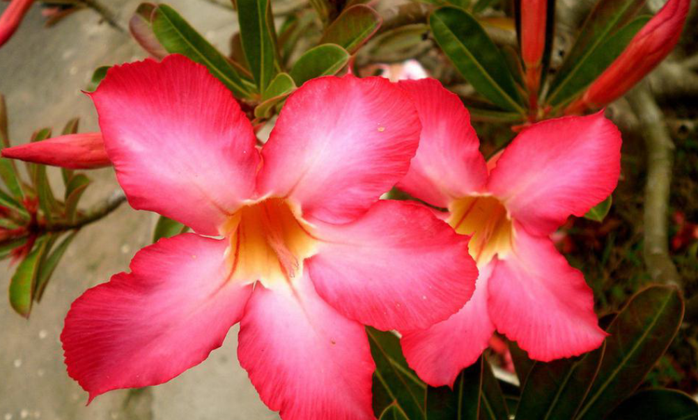 How to repot desert roses