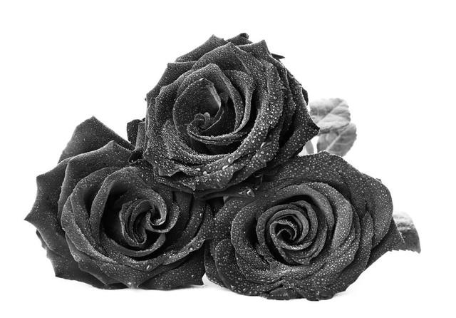 Are black roses natural