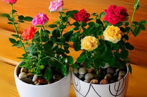 Can you grow roses in a pot