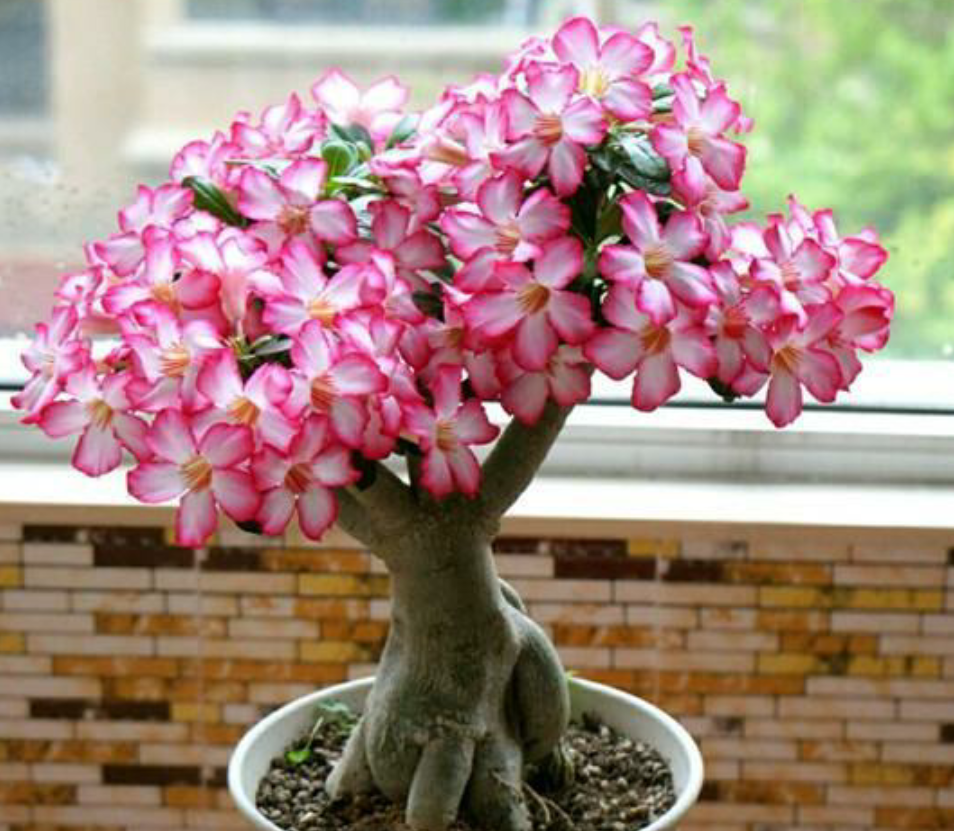 How to repot desert roses