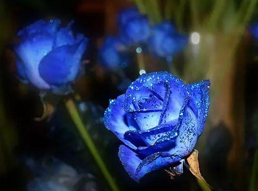 What does blue rose mean?