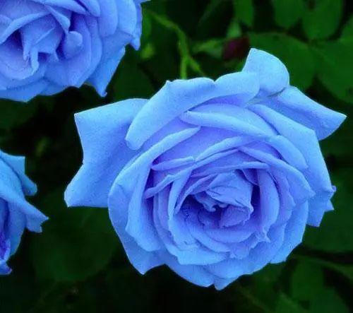 Are blue roses real