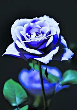 What does blue rose mean?