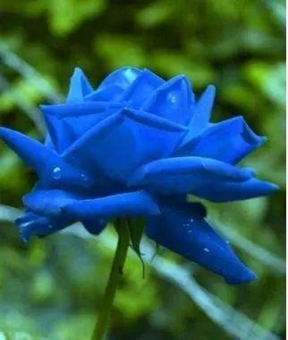 Are blue roses real