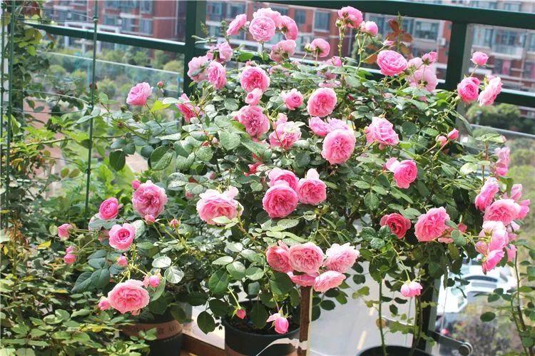 Can you prune roses in the summer