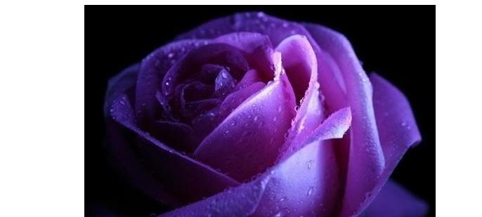 Are purple roses real