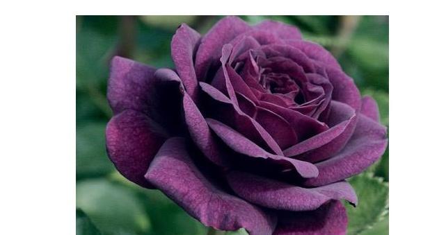 Are purple roses real