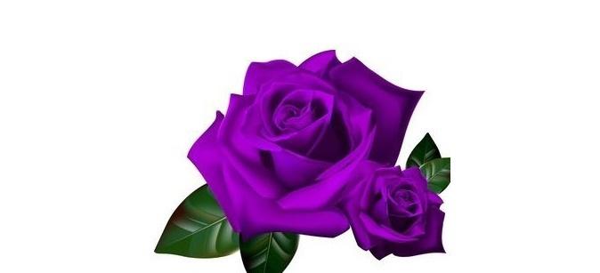 Are purple roses real