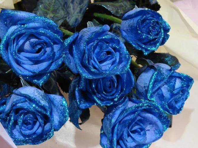 What do blue roses represent