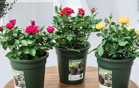 Do roses like acid soil