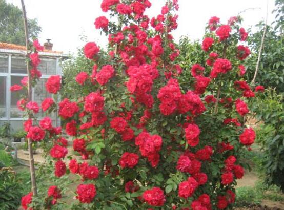 Are roses monocots or dicots