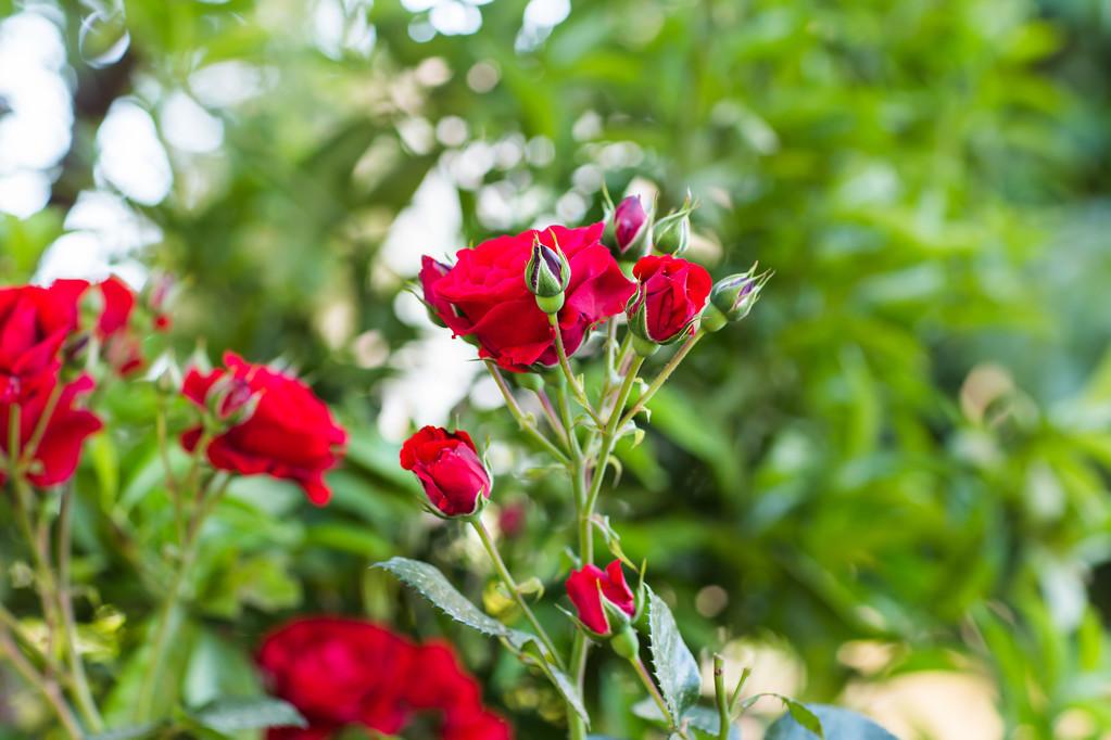 Why do my roses have no buds