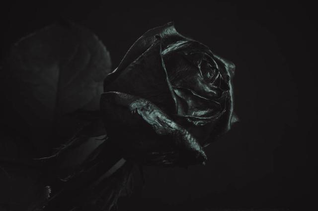 Are black roses natural