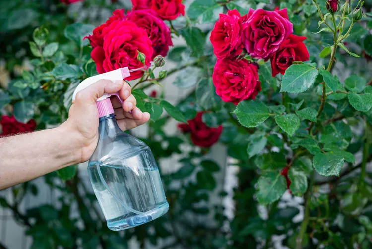 How to prune roses in spring