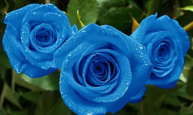 What do blue roses represent