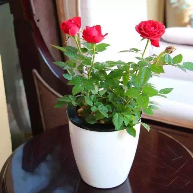 How to perk up roses