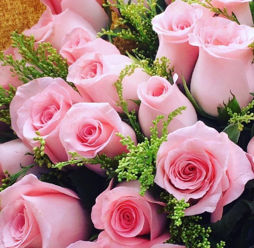 What do pink roses signify(what does pink roses represent)