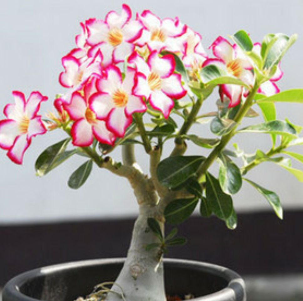 How to repot desert roses