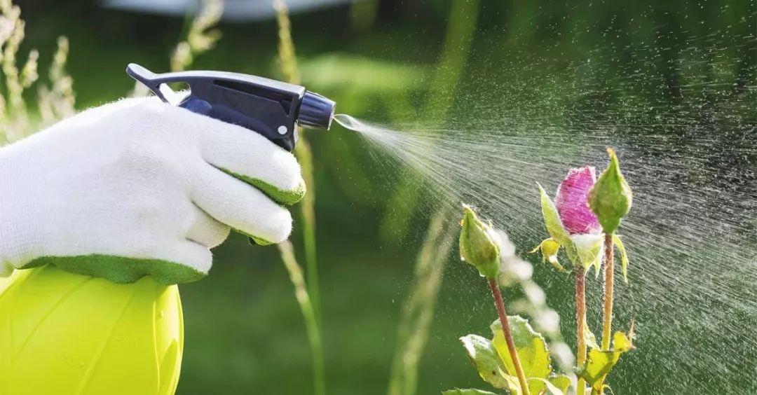 What to spray on roses for bugs