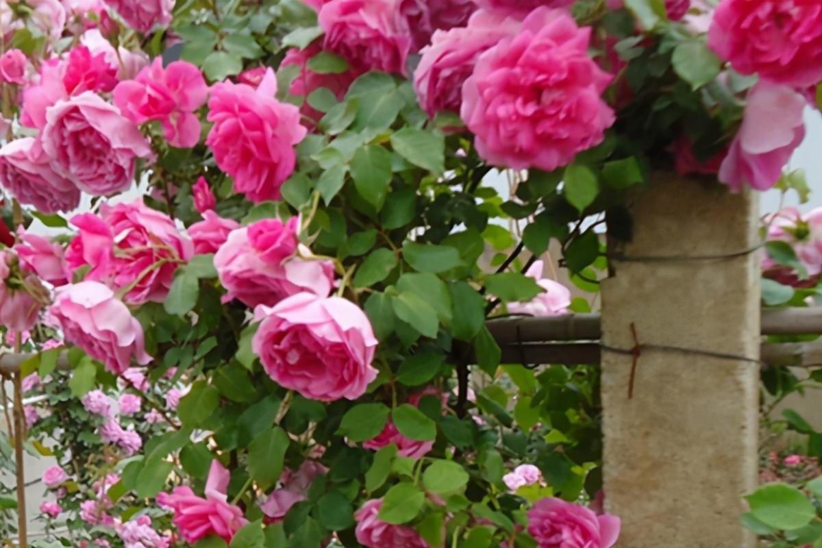 How to train climbing roses